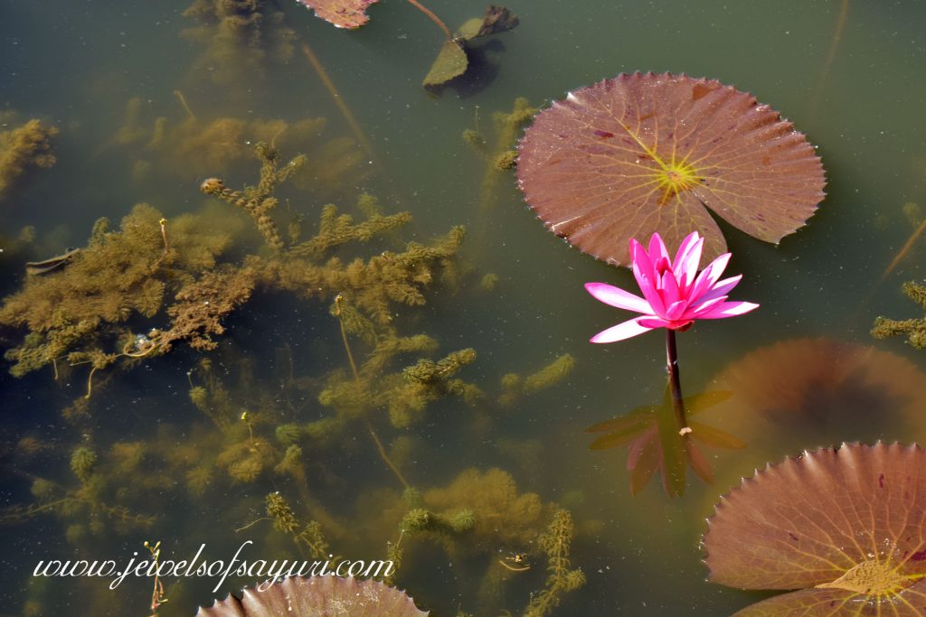 Difference between Water Lily and Lotus
