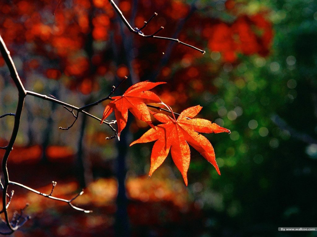 4474837-autumn-leaves-wallpapers