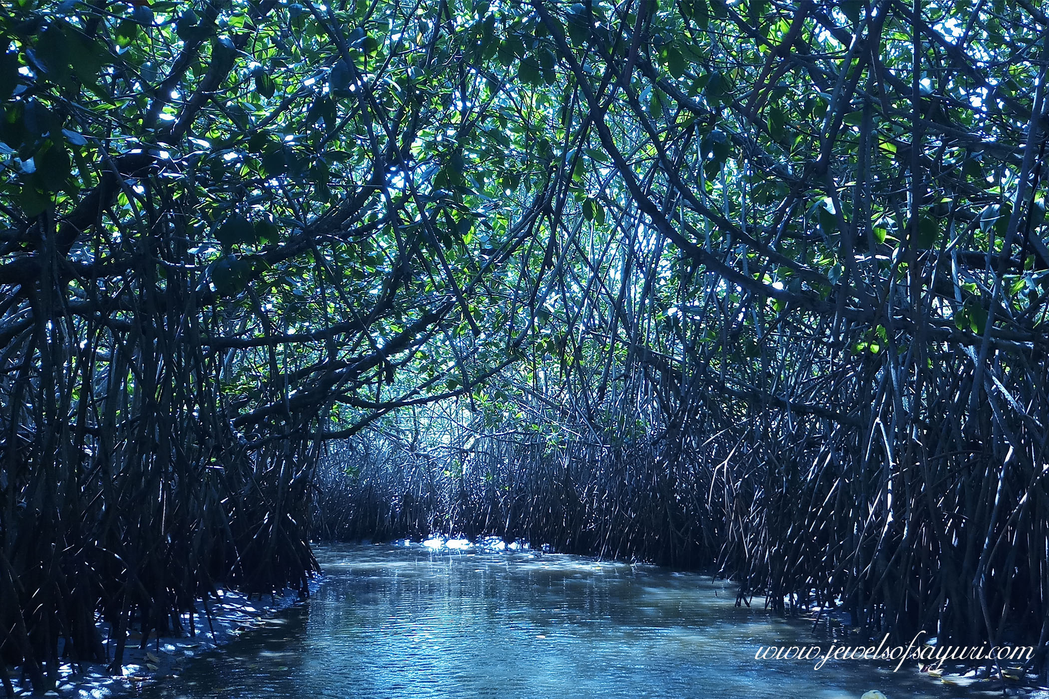 Pichavaram mangrove forest
