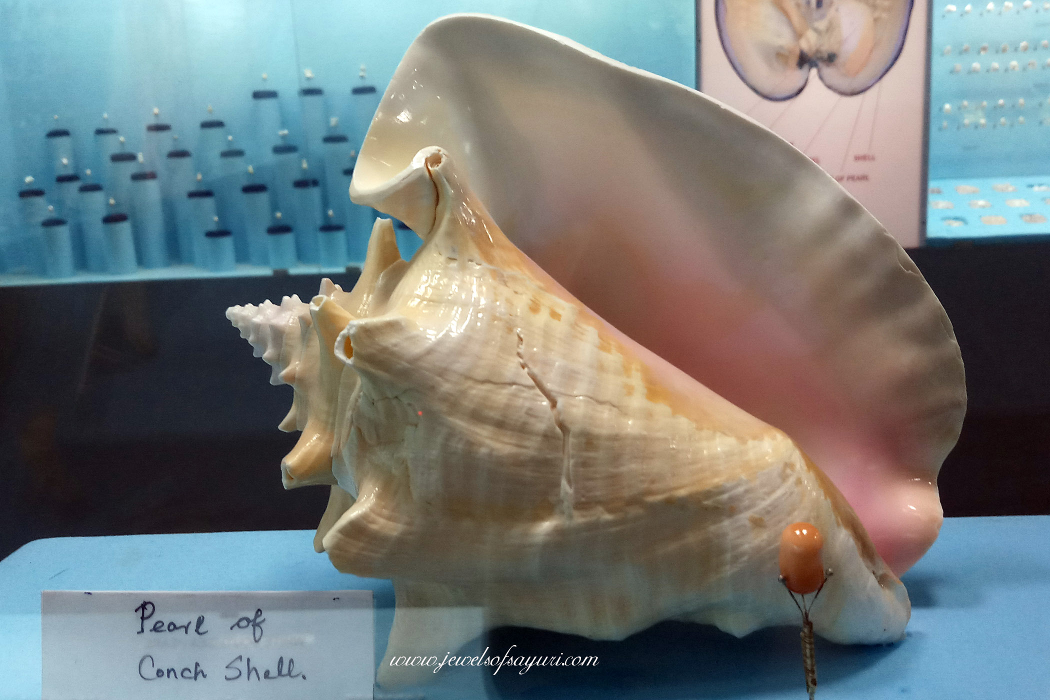 pearl of conch shell